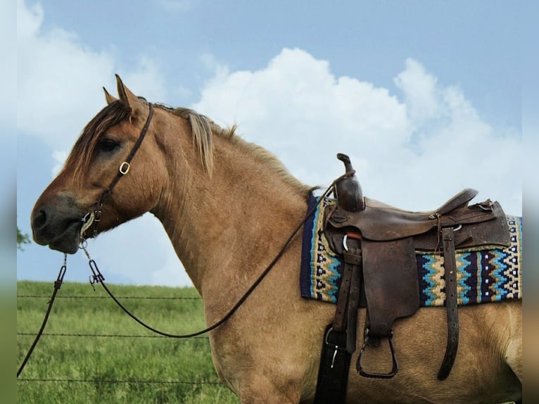 Fjord Horses Mix Gelding 5 years 15.3 hh Dun in Battle Creek