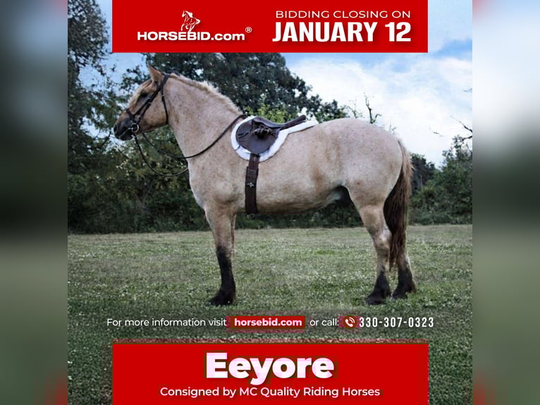 Fjord Horses Mix Gelding 5 years 15.3 hh Dun in Battle Creek