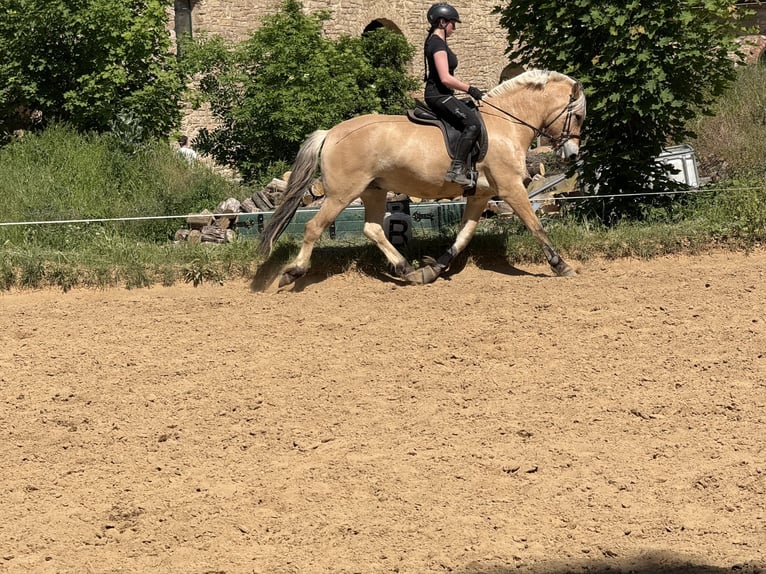 Fjord Horses Gelding 5 years 15 hh Dun in Gerbstedt