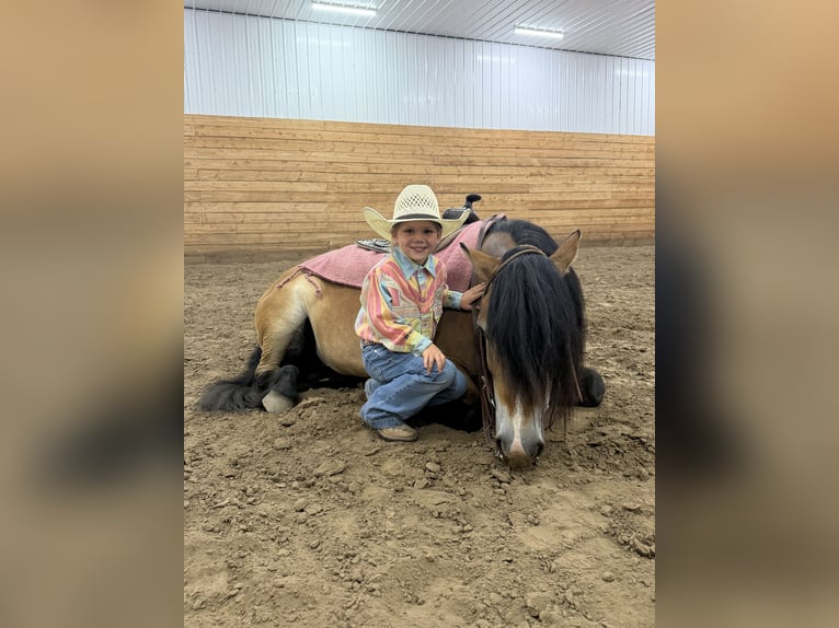 Fjord Horses Gelding 6 years 12 hh Dun in Georgetown