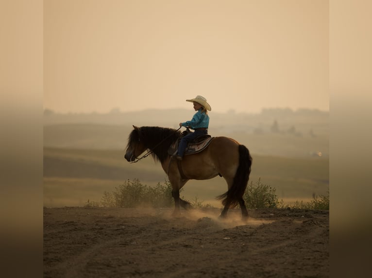 Fjord Horses Gelding 6 years 12 hh Dun in Georgetown