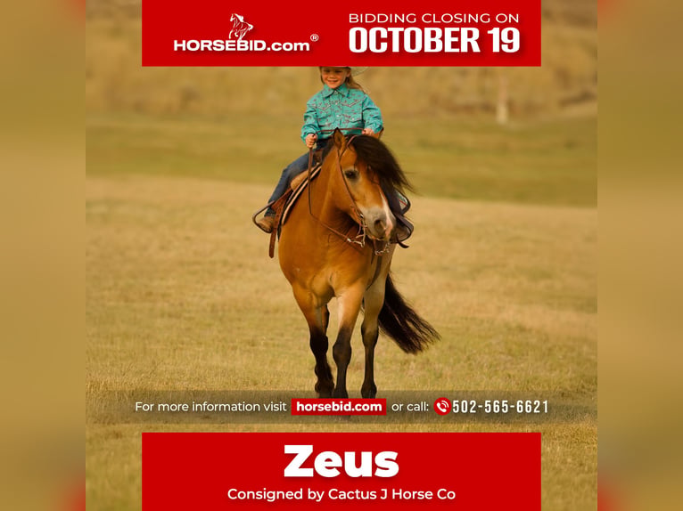 Fjord Horses Gelding 6 years 12 hh Dun in Georgetown