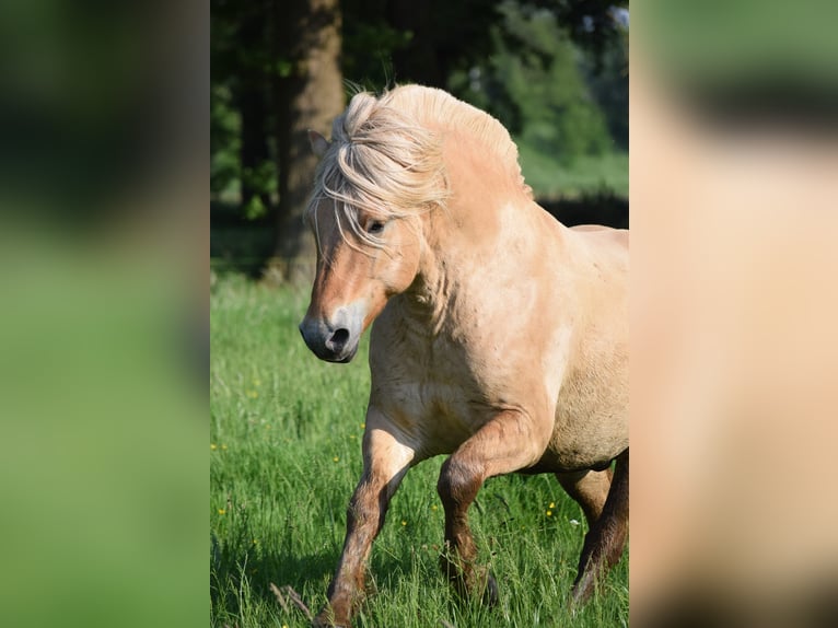 Fjord Horses Gelding 6 years 13,2 hh Red Dun in Herpen