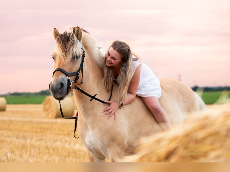 Fjord Horses Gelding 6 years 14,2 hh in Lohmar