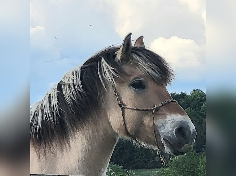 Fjord Horses Gelding 6 years 14.2 hh Dun in Lichtenau