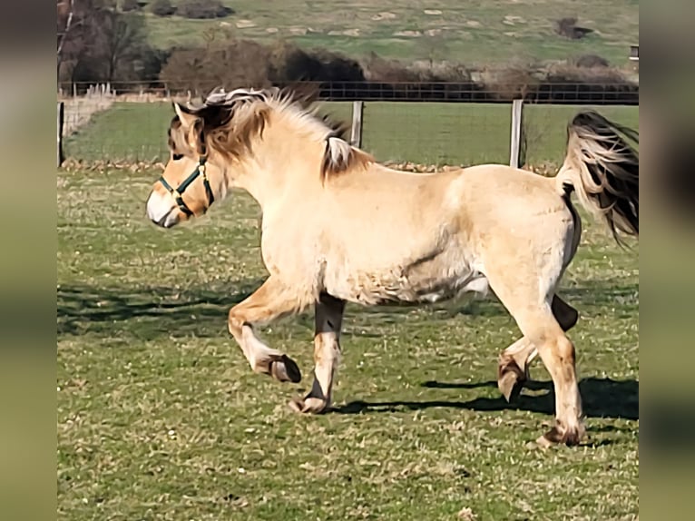 Fjord Horses Gelding 6 years 14.2 hh Dun in Lichtenau