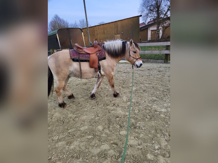 Fjord Horses Gelding 6 years 14.2 hh Dun in Lichtenau