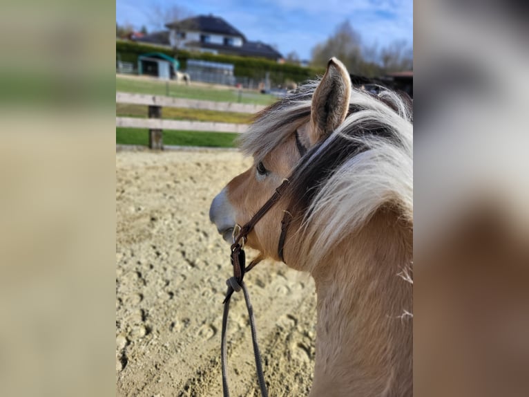 Fjord Horses Gelding 6 years 14.2 hh Dun in Lichtenau