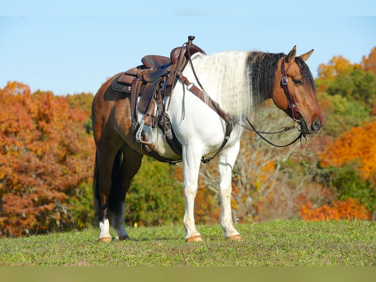 Fjord Horses Mix Gelding 6 years 14,2 hh Dun in Needmore, PA