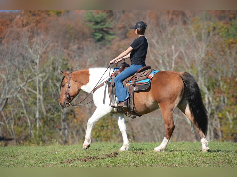 Fjord Horses Mix Gelding 6 years 14,2 hh Dun in Needmore, PA