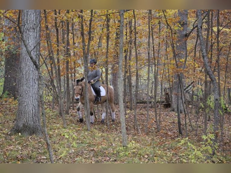 Fjord Horses Gelding 6 years 14,1 hh Palomino in Santa Monica