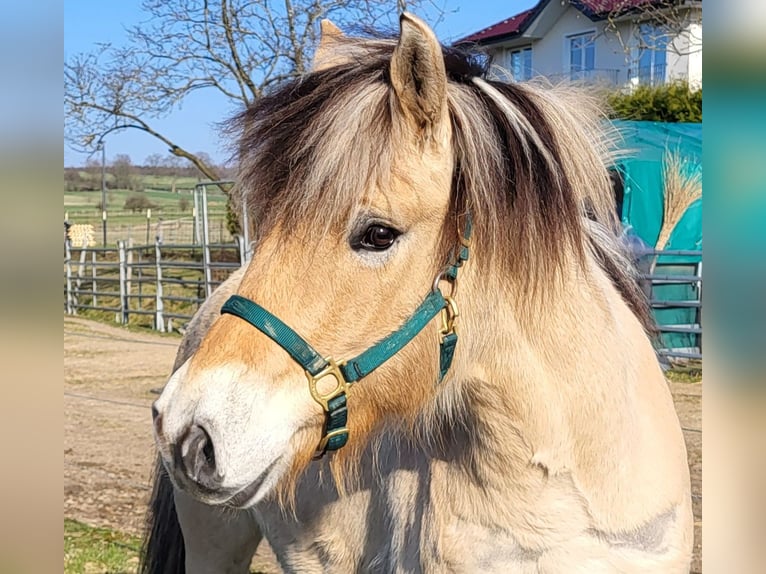 Fjord Horses Gelding 6 years 14,2 hh Dun in Lichtenau
