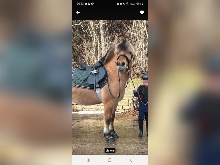 Fjord Horses Gelding 7 years 13.2 hh  in Arisdorf