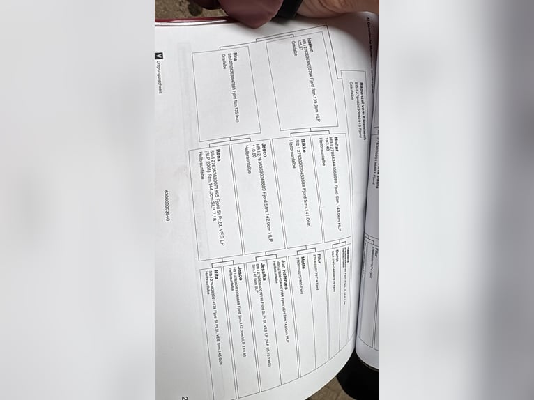 Fjord Horses Gelding 7 years 13.2 hh  in Renchen