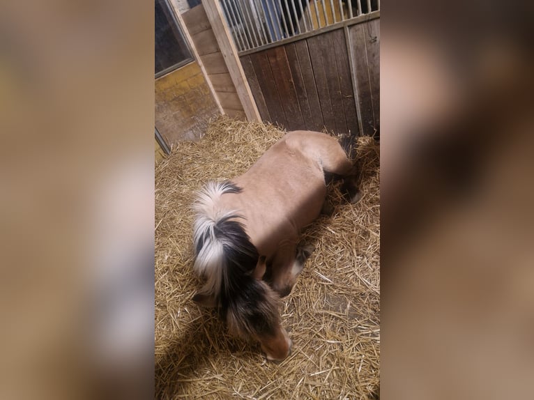 Fjord Horses Gelding 7 years 13,2 hh  in Arisdorf