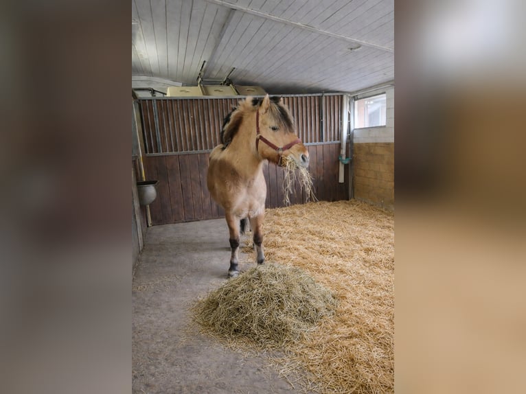 Fjord Horses Gelding 7 years 13,2 hh  in Arisdorf