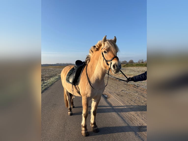 Fjord Horses Gelding 7 years 13,2 hh  in Renchen