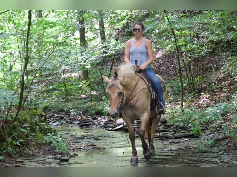 Fjord Horses Gelding 7 years 14,1 hh Buckskin in Rineyville KY