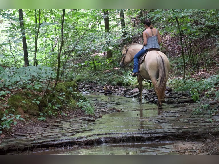 Fjord Horses Gelding 7 years 14,1 hh Buckskin in Rineyville KY