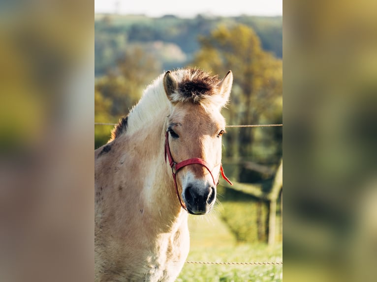 Fjord Horses Gelding 7 years 14,1 hh Dun in Iggingen