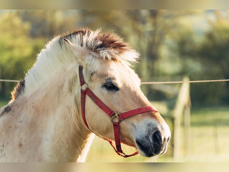 Fjord Horses Gelding 7 years 14,1 hh Dun in Iggingen