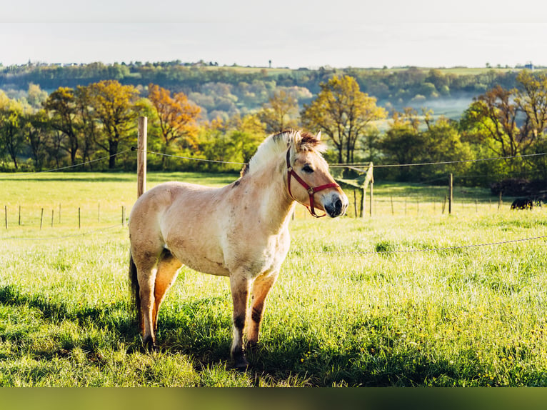 Fjord Horses Gelding 7 years 14,1 hh Dun in Iggingen