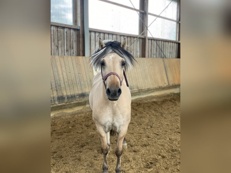 Fjord Horses Gelding 7 years 14,1 hh Dun in Iggingen