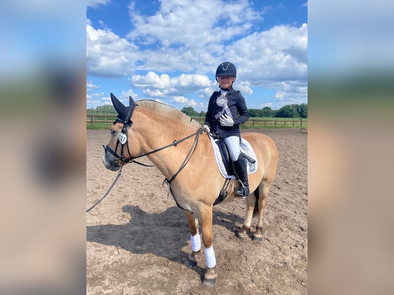 Fjord Horses Gelding 7 years 14,2 hh Brown-Light in Herzebrock-Clarholz