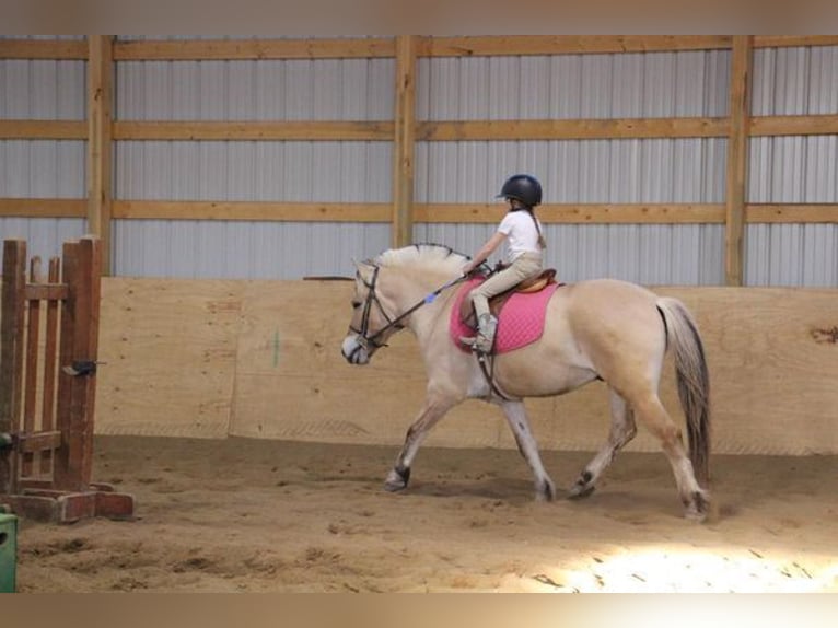 Fjord Horses Gelding 7 years 14.2 hh Buckskin in Kirkland