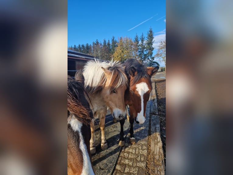 Fjord Horses Gelding 7 years 14,3 hh Dun in Möttingen