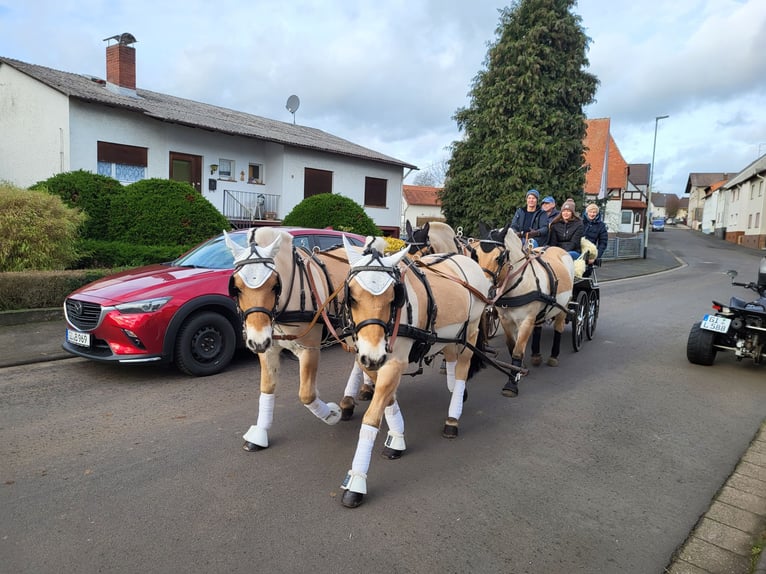 Fjord Horses Gelding 7 years 14 hh Dun in Laubach