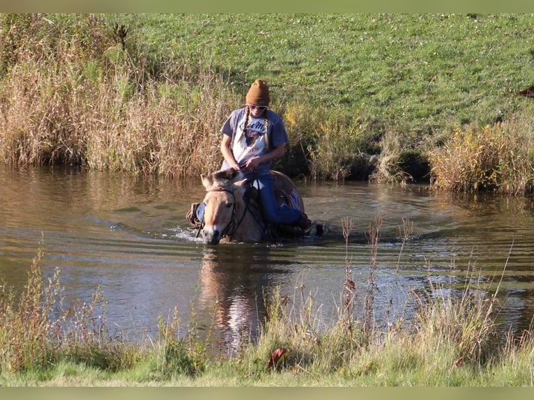 Fjord Horses Gelding 7 years 14 hh Palomino in Howell MI