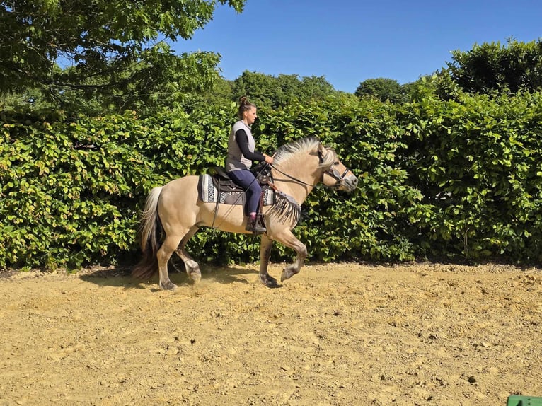 Fjord Horses Gelding 7 years 14,2 hh Dun in Linkenbach