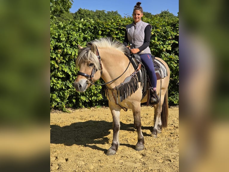 Fjord Horses Gelding 7 years 14,2 hh Dun in Linkenbach