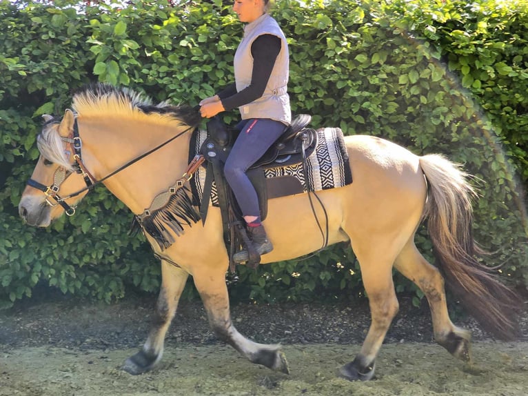 Fjord Horses Gelding 7 years 14,2 hh Dun in Linkenbach