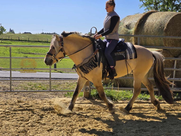 Fjord Horses Gelding 7 years 14,2 hh Dun in Linkenbach