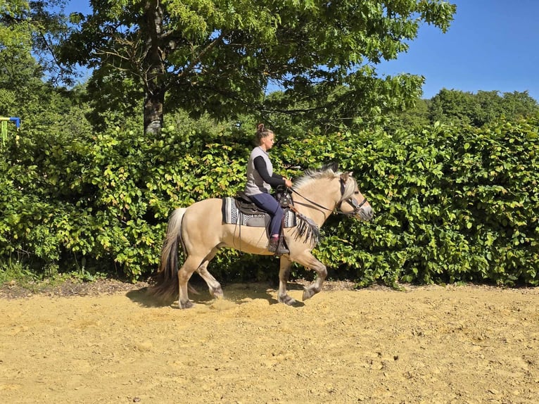 Fjord Horses Gelding 7 years 14,2 hh Dun in Linkenbach