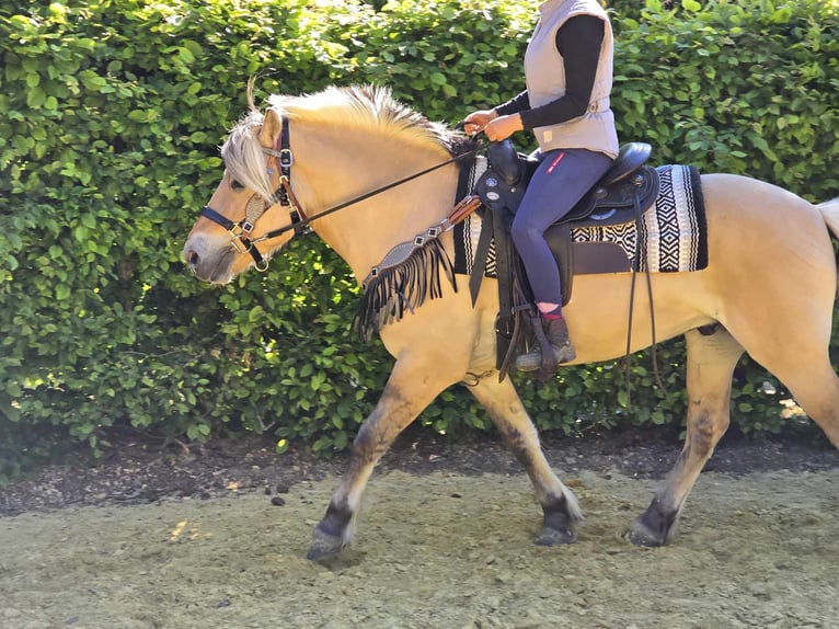Fjord Horses Gelding 7 years 14,2 hh Dun in Linkenbach