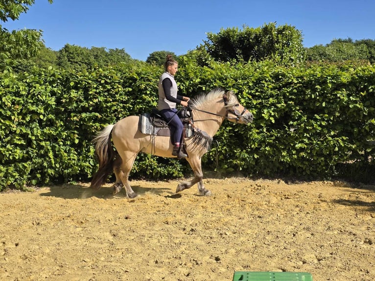 Fjord Horses Gelding 7 years 14,2 hh Dun in Linkenbach