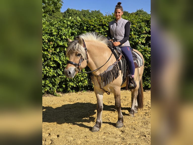Fjord Horses Gelding 7 years 14,2 hh Dun in Linkenbach