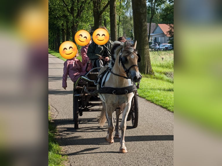 Fjord Horses Mix Gelding 8 years 13.2 hh  in Achel