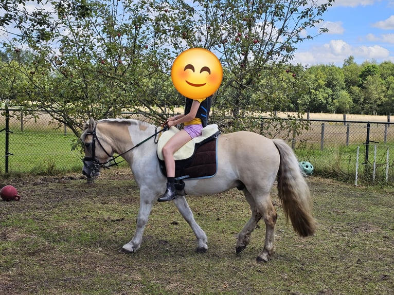 Fjord Horses Mix Gelding 8 years 13,2 hh  in Achel