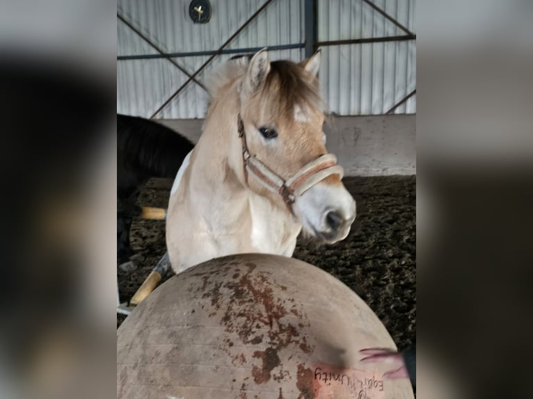Fjord Horses Mix Gelding 8 years 13,2 hh  in Achel
