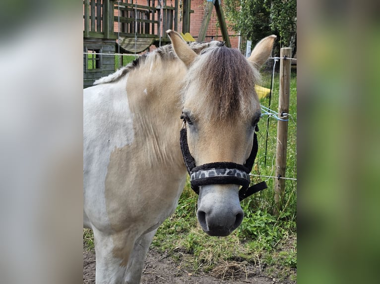 Fjord Horses Mix Gelding 8 years 13,2 hh  in Achel