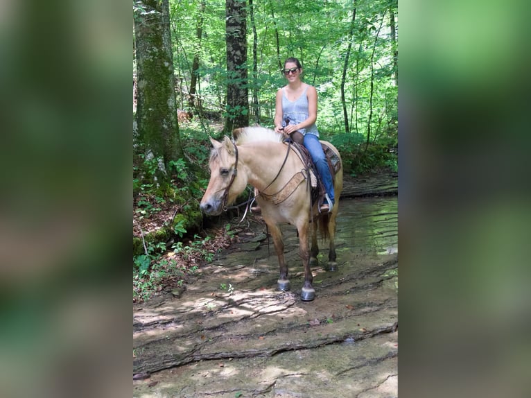 Fjord Horses Gelding 8 years 14,1 hh Buckskin in Rineyville KY