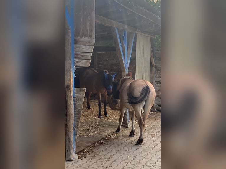 Fjord Horses Mix Gelding 8 years 14.1 hh Dun in Bad Bellingen