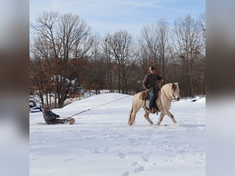 Fjord Horses Gelding 8 years 14.1 hh White in Howell