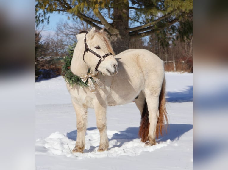 Fjord Horses Gelding 8 years 14.1 hh White in Howell