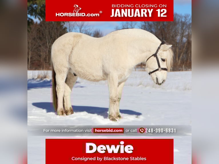 Fjord Horses Gelding 8 years 14.1 hh White in Howell