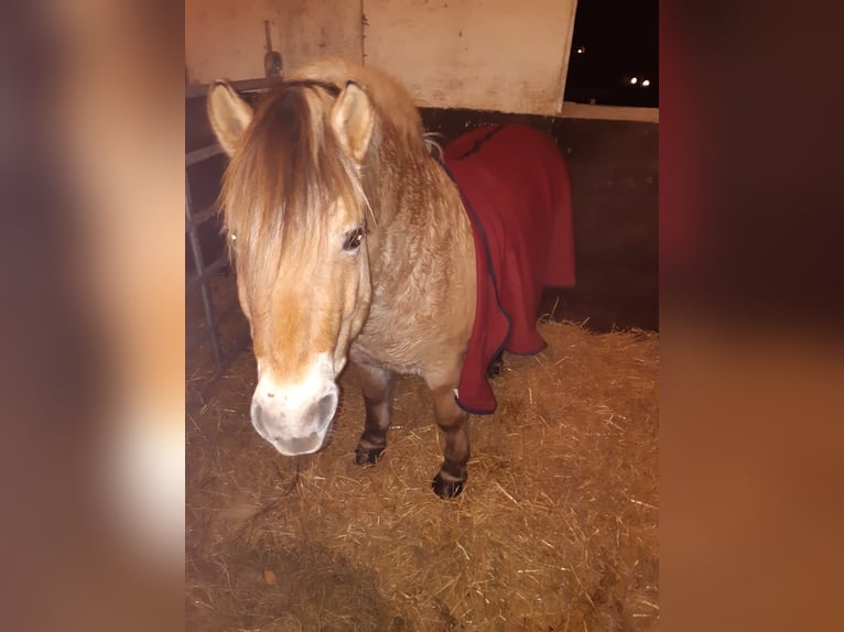 Fjord Horses Gelding 8 years 14,3 hh Dun in Hamburg Allermöhe